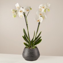 Honesty: White Orchid