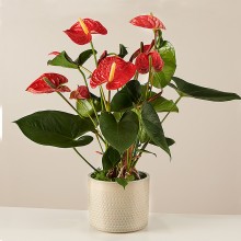 FQ7244b.jpg