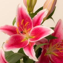 2022.05.25-SHOOTING-BUNCHES-Lilium Oriental Pink-FL200001-3-DETALLE.jpg