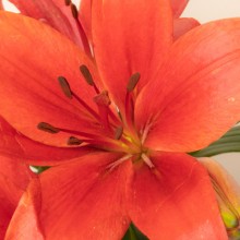2022.05.25-SHOOTING-BUNCHES-Lilium asiático Red-FL200004-3-DETALLE-2.jpg