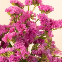 2022.05.25-SHOOTING-BUNCHES-Limonium Statice Rosa Fuschia-FL200009-3-DETALLE.jpg