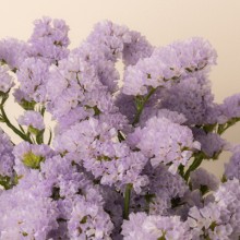 2022.05.25-SHOOTING-BUNCHES-limonium estatice lila claro-FL200007-3-DETALLE-1.jpg.jpg