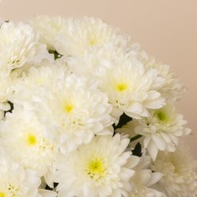 2022.05.25-SHOOTING-BUNCHES-Chrysanthemums blanco-FL200013-3-detalle.jpg