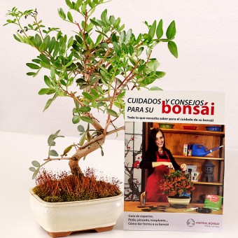 Botany For Beginners: Pistaccia Lentiscus i poradnik pielęgnacji