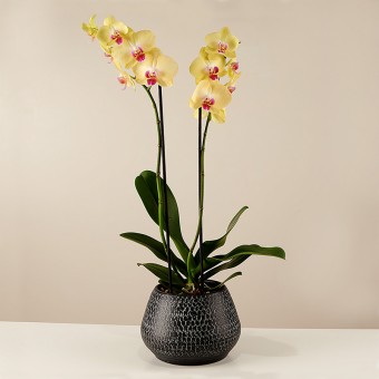 Yellow Rising : Orchidée Jaune