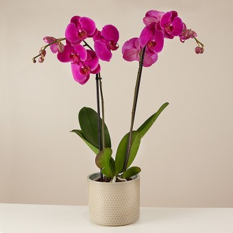 Purple Gospel: Violette Orchidee