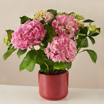 Blossom Aplenty: Różowa Hortensja