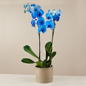 Quiet Storm : Orchidée Bleue