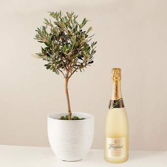 Colomba pacifica: Mini ulivo e bottiglia di Cava Colomba pacifica: Mini ulivo e bottiglia di Cava