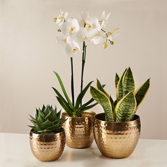 Air pur : Orchidée, Sanseviera et Aloe