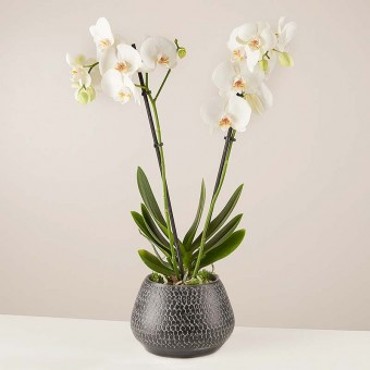 Taniec płatków śniegu: biała orchidea