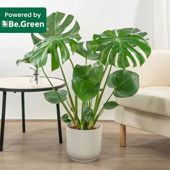 Glorious Green: Monstera Deliciosa Glorious Green: Monstera Deliciosa