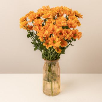 Golden Retreat: Orangefarbene Chrysantemen