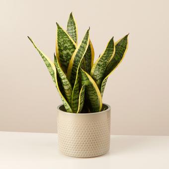 Spotted Jungle: Sansevieria