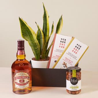 Kojąca błogość: Sansiviera i Whisky Kojąca błogość: Sansiviera i Whisky