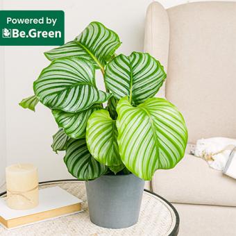 Calathea Orbifolia Calathea Orbifolia
