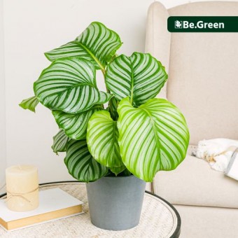 Calathea orbifolia Calathea orbifolia