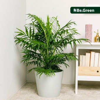 Salita verde: Hall Palm