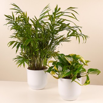 Para roślin: Indoor palm i Potus