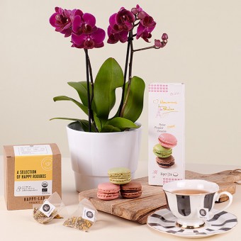 Tea Orchid: Mini Orchid and Tea