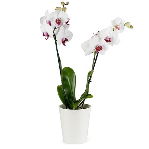 Zarte, weiße Orchidee im Übertopf