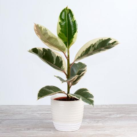 Ficus