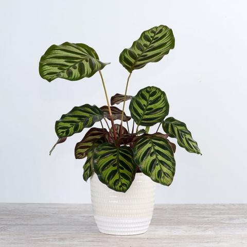Pianta Calatea