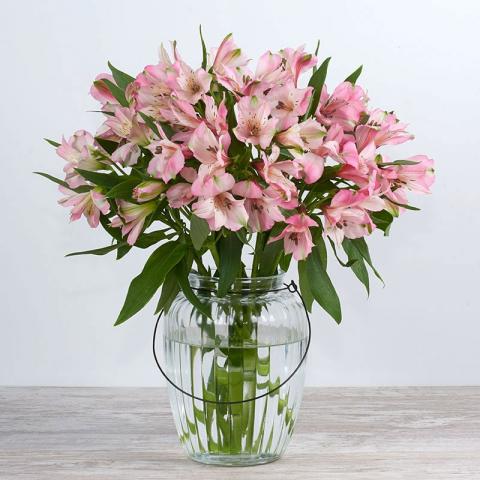 Speranza: alstroemeria rosa