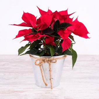 Planta de Navidad: Poinsettia