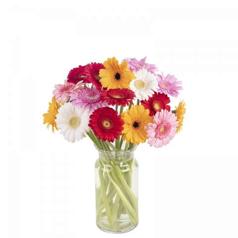 Happy Together: gerberas multicolor