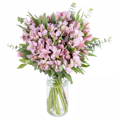Esperanza: alstroemerias rosas