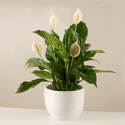 Light Reflections: Peace Lily