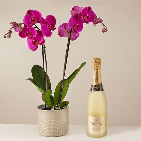 Product photo for Pink Bubbles: Orchidee mit Champagner