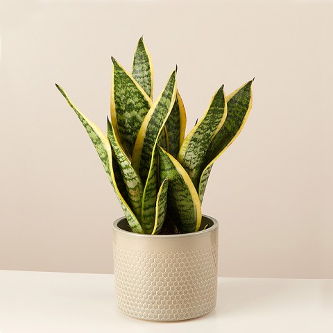 Product photo for Spotted Jungle: Sansewieria