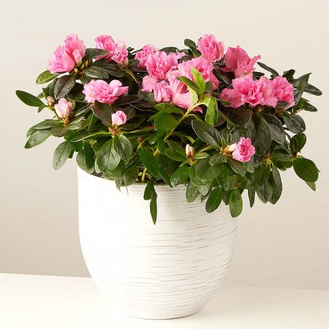 Product photo for Pink Crown: Różowa Azalia