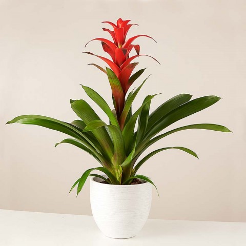 Blooming Heart Red Bromeliad - Plants to gift - Online Plant Shop