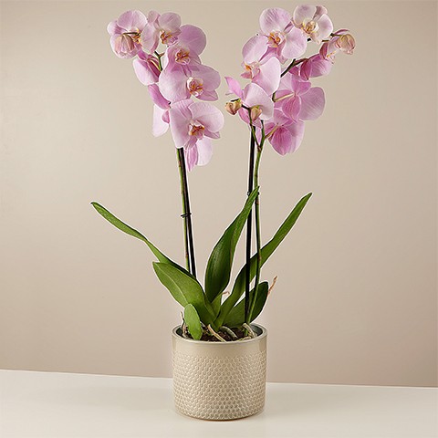 Product photo for Smooth Song: Orchidea Rosa
