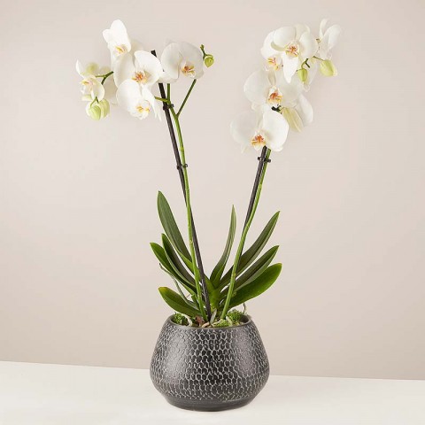 Product photo for Танец снежинок: белая орхидея