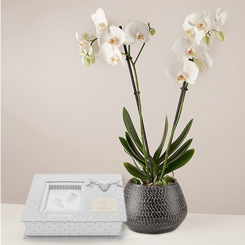 Product photo for Blessed: Orquídea Blanca y Álbum Personalizable