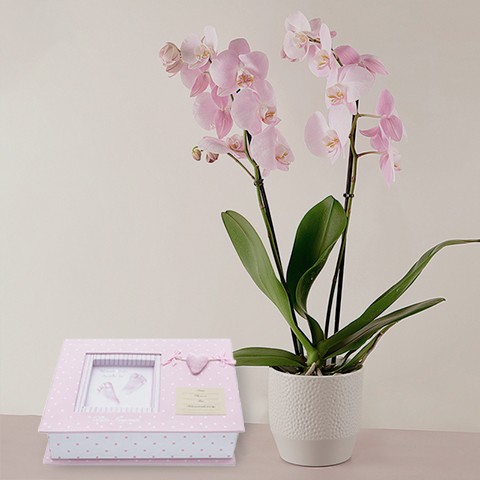 Product photo for The Cutest: Orchidée rose et Album Personnalisable