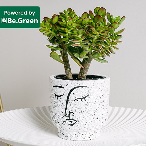 Product photo for Fortune Wisp: Jade Tree