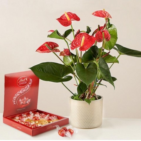 Red Feast: Red Anthurium and Chocolates