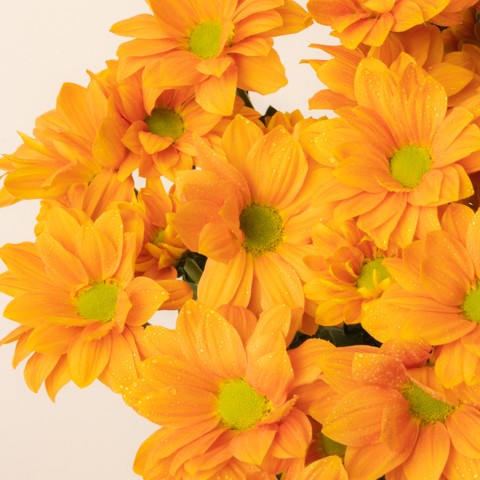 2022.05.25-SHOOTING-BUNCHES-Chrysanthemums Orange-FL200010-3-DETALLE.jpg