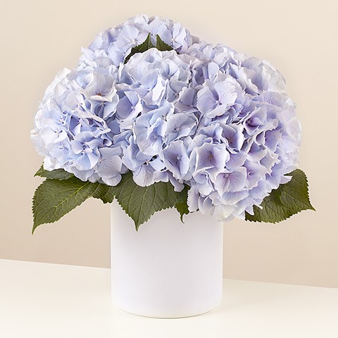 Product photo for Little Sapphire: Niebieskie Hortensje