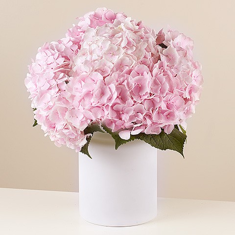 Product photo for Romantic Poem : Hortensias Roses