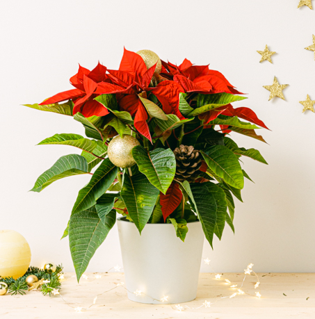 Product photo for Merry Days : Poinsettia