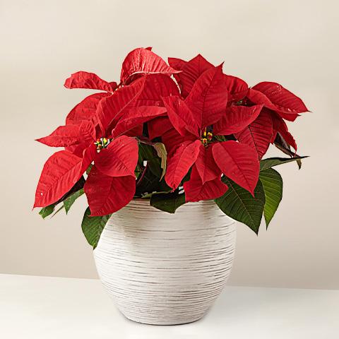 Red  Touch  Poinsettia - Plants to gift - Online Plant Shop