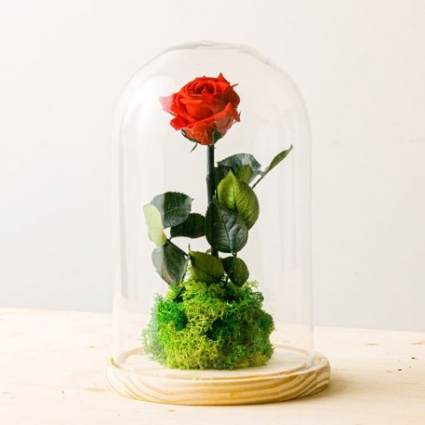 Product photo for Garden Rose: Rosa Premium Preservada