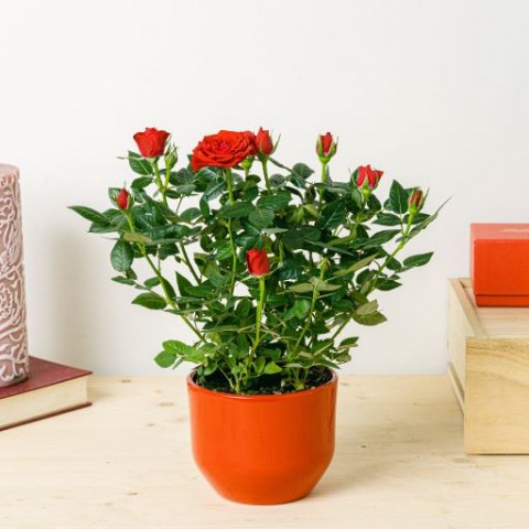 PL300730.jpg
