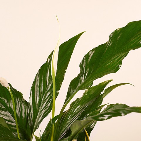 PL30076D1.jpg